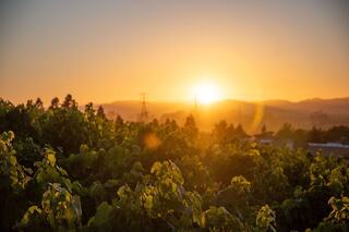 A serene vineyard bathed in warm golden light as the sun rises over distant hills, creating a peaceful, idyllic landscape.