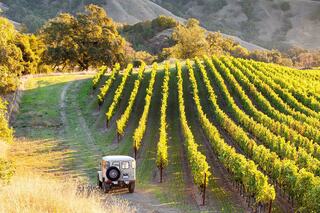 A vintage vehicle parked beside rows of lush grapevines, surrounded by rolling hills under a warm, golden light.
