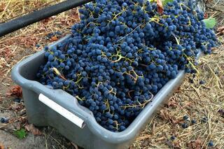 A large gray container overflowing with ripe, blue grapes, surrounded by dry grass and vines, ready for harvest.