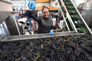 A smiling worker in gloves holds a bunch of grapes above a large pile, surrounded by processing equipment in a winery setting.
