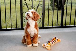 A fluffy brown and white dog sits contentedly next to a bone-shaped toy filled with colorful treats, with a green grassy background.