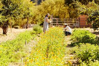 A person in a hat and shawl stands in a vibrant garden at sunset, surrounded by greenery and blooming flowers.