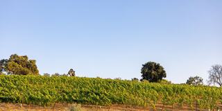 A lush vineyard stretches across a hillside under a clear sky, with a solitary figure tending to the vines amid scattered trees.