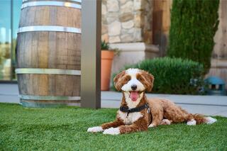 A cheerful dog lounges on green grass beside a wooden barrel, exuding a playful and relaxed vibe in a sunny outdoor setting.