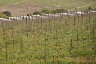 A hillside vineyard features rows of dormant vines, supported by rusted wires, amidst lush grass and rolling hills in the background.