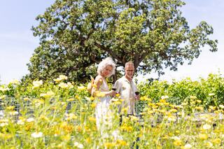A smiling couple strolls through a vibrant vineyard in Napa Valley, CA, surrounded by lush greenery and a large tree under a sunny sky.