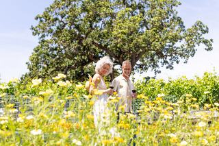 A couple walks through a vibrant flower field, surrounded by greenery and a large tree, enjoying a sunny day together.