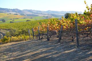 A picturesque vineyard stretches across rolling hills, showcasing rows of grapevines under a clear blue sky, highlighting rich green and autumn hues.