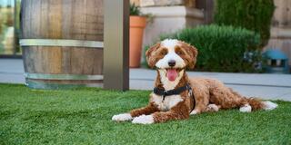 A cheerful, fluffy dog with a brown and white coat lies on green grass, playfully panting in a sunny outdoor setting.