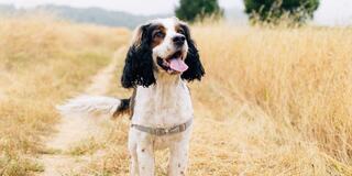 A happy, fluffy dog stands in a golden field, tongue out, with lush greenery in the background, enjoying a sunny day outdoors.