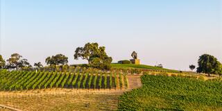 A scenic vineyard landscape with neatly arranged rows of grapevines, a hilltop statue, and lush greenery under a clear sky.