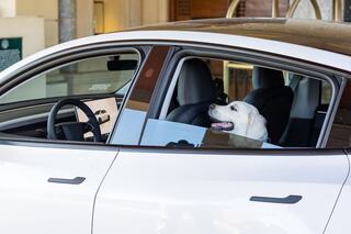 A friendly dog sits in the driver's seat of a car, enjoying the view with a cheerful expression.