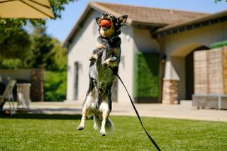 A joyful dog leaps into the air, eager to catch a red ball, showcasing its playful spirit in a sunny backyard.