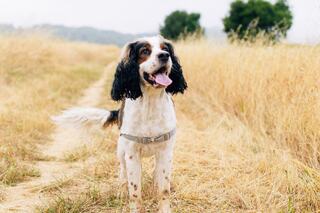 A playful dog stands in a grassy field, tongue out and tail wagging, surrounded by tall grass and trees in the background.