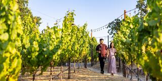 A couple strolls through a sunlit vineyard, surrounded by lush green vines, enjoying a leisurely moment together.
