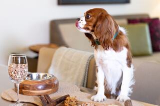 A cute Cavalier King Charles Spaniel sits at a table, curiously eyeing a glass filled with colorful dog food near its bowl.