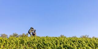 A farmer tends to lush green vineyards under a clear blue sky, capturing the essence of rural agriculture and nature's bounty.