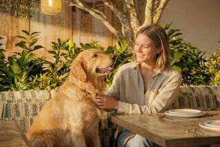 A woman happily interacts with a golden retriever in a cozy setting, surrounded by greenery and warm lighting.