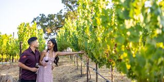 A couple enjoys a sunny day in a vineyard, sharing a moment amidst lush grapevines, smiling and connecting with nature.