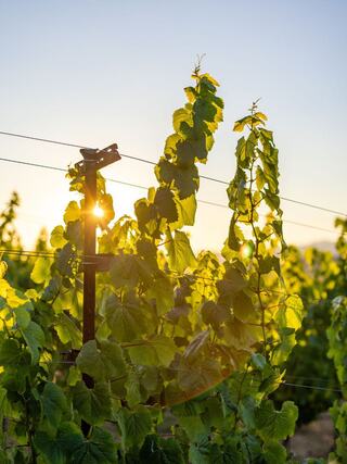 Sunlight glimmers through lush green grapevines, highlighting their vibrant leaves against a serene backdrop of a clear sky.
