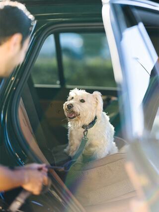 A cheerful dog sits in the back seat of a car, leashed and looking up at a person, ready for an adventure.