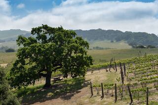 A sprawling tree stands beside lush vineyards, rolling hills in the background under a partly cloudy sky, creating a serene countryside scene.