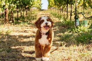 A happy, fluffy dog stands on a sunlit path between rows of grapevines, surrounded by green foliage and a cheerful atmosphere.