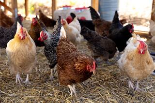 A variety of chickens in different colors and patterns forage on straw in a well-lit barn, creating a lively, rustic farm atmosphere.