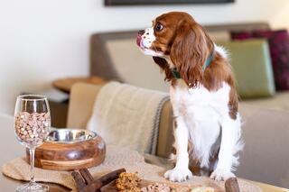 A curious dog sits at a table, eyeing a glass filled with treats, while a food bowl sits nearby. Its playful demeanor is evident.