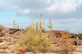 A desert landscape featuring tall cacti, rocky terrain, and scattered shrubs under a partly cloudy sky.