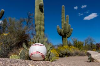 A baseball rests on a rocky surface, surrounded by vibrant desert vegetation and tall cacti under a clear blue sky.