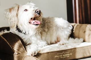 A fluffy, light-colored dog relaxes on a cozy bed, looking content with its tongue out in a bright, inviting interior.